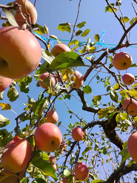英彦山観光りんご園