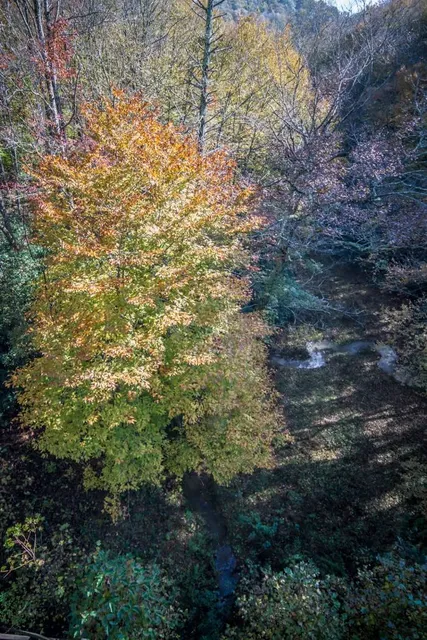 Parco Museo di Poggio Valicaia
