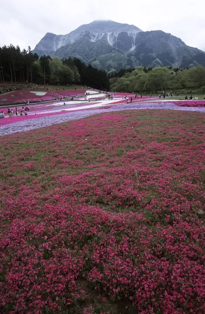 Shibazakura no Oka / Pink Moss Hill