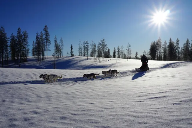Arctic Runaway Husky