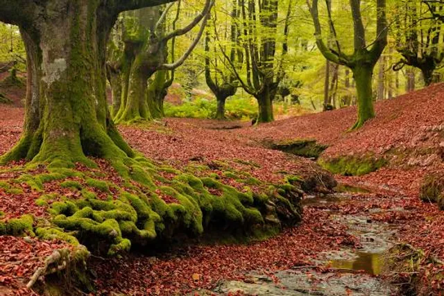 Bosc Màgic de la Roca Valles