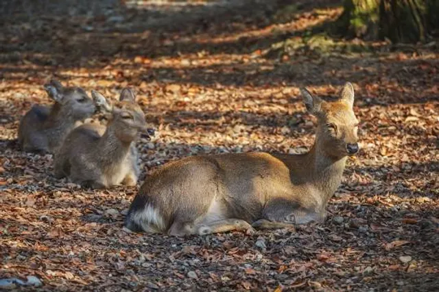 Tamukeyama Hachimangu