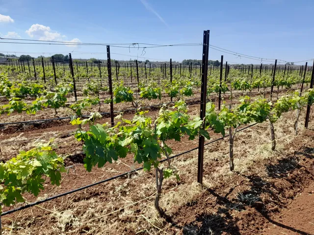 Azienda Vitivinicola Tenuta Merico