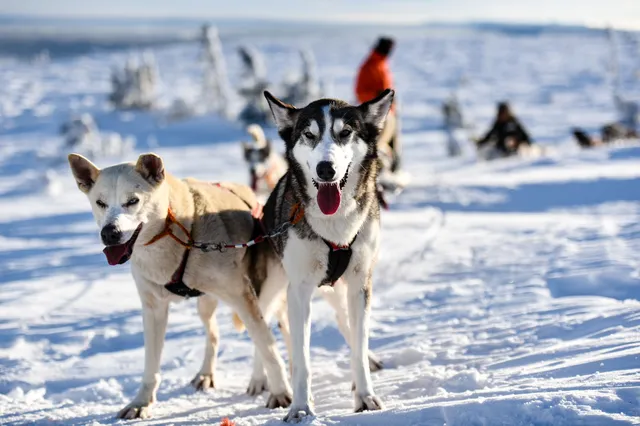 Fjälläventyr Store & Office