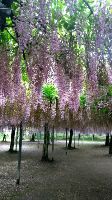 Wake Park Wisteria