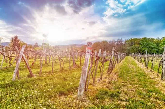 Bodegas Viña Extremeña