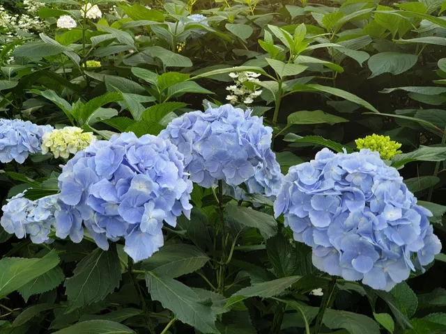 Beautiful garden flower tree