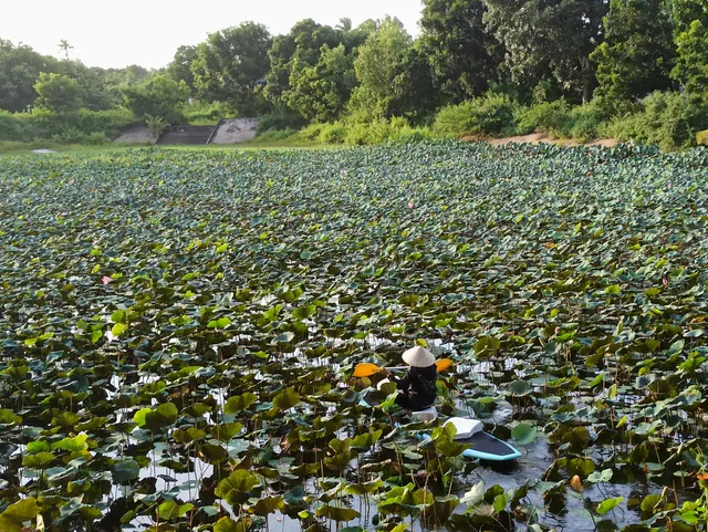 Bàu Sen Thiện Nghiệp