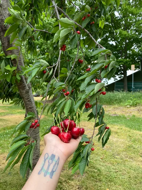 Cider Mill & U-Pick at Third Coast Fruit Co.