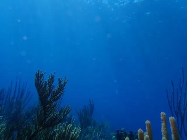 Aruba Bob Snorkel & Scuba