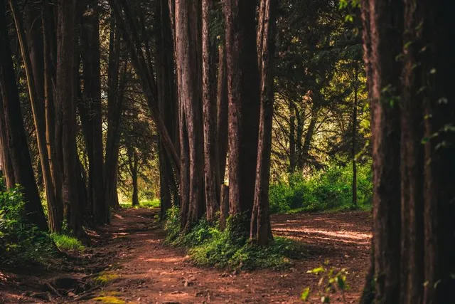 Parque Nacional Los Dinamos