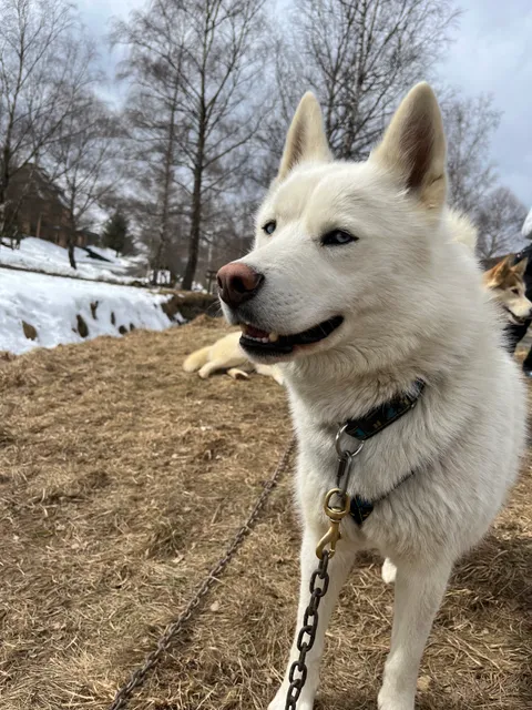 Tracés Sauvages - chiens de traineau