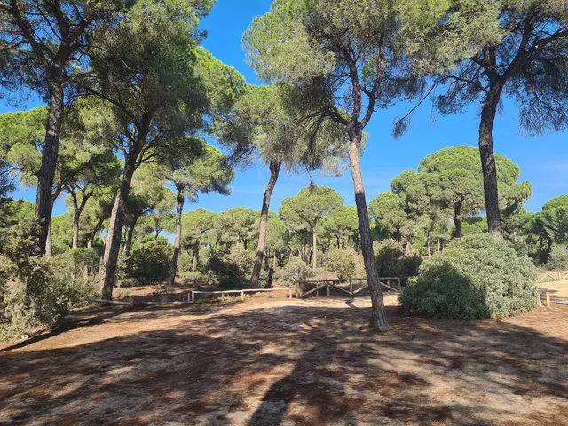 Pinar de la Colonia Monte Algaida.