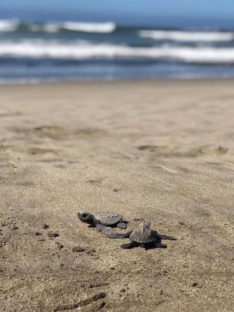 Campamento Tortuguero “Playa Hermosa”