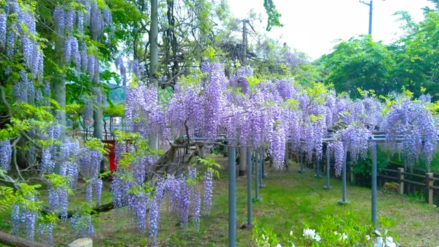 Fujishima-no-fuji Wisteria