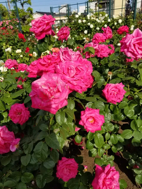 Hiro-o Evacuation park