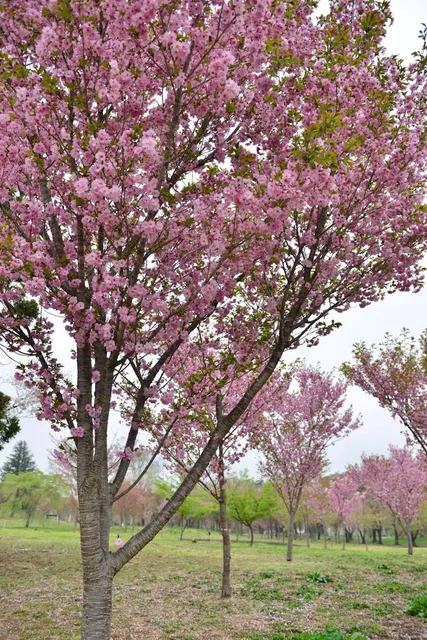 Akagi Nanmen Senbonzakura
