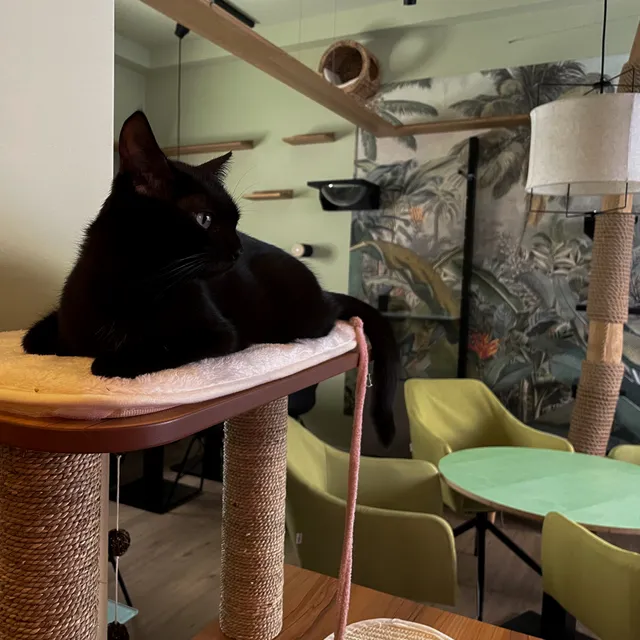 Katzentempel Augsburg