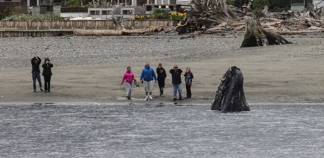 Langley Whale Center