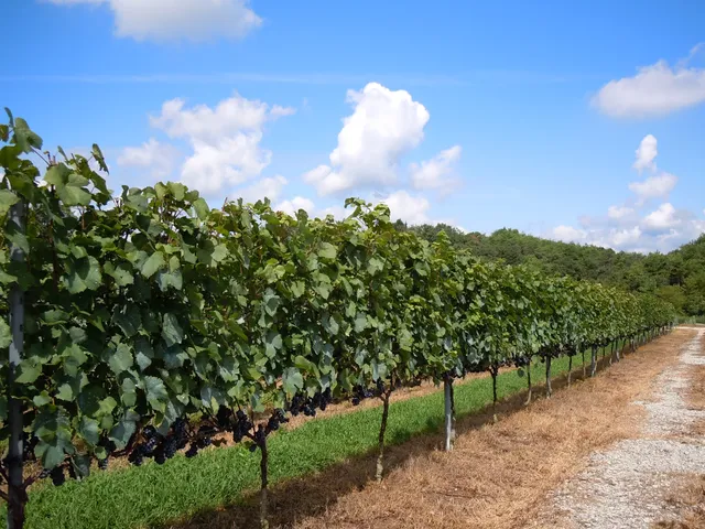 Hiroshima Miyoshi Winery