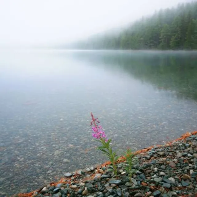 Lake Flower