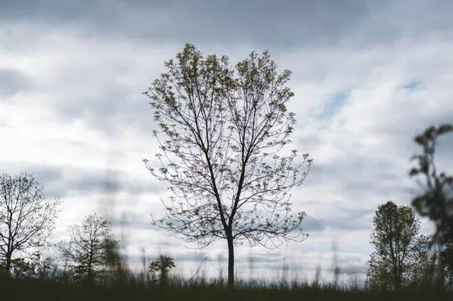 Pickens County Park-Mile Creek