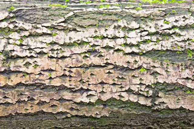 Thermal bath Dudinka