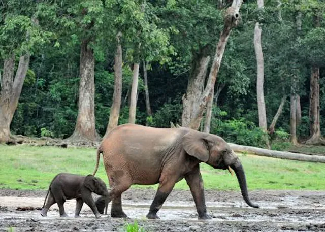 Minkébé National Park
