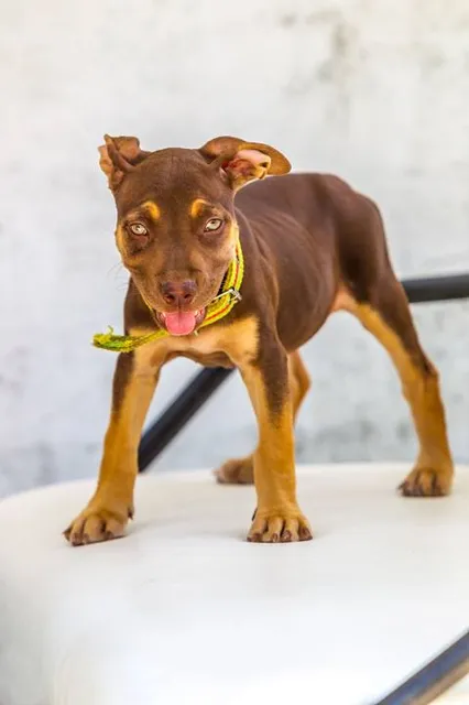 National Museum of the Paleolithic
