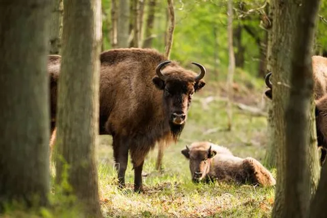 Reserve Bisons Margeride Europe