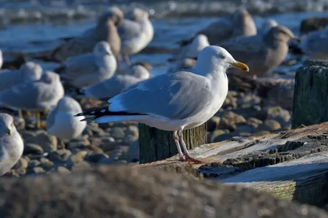 Burying Hill Beach