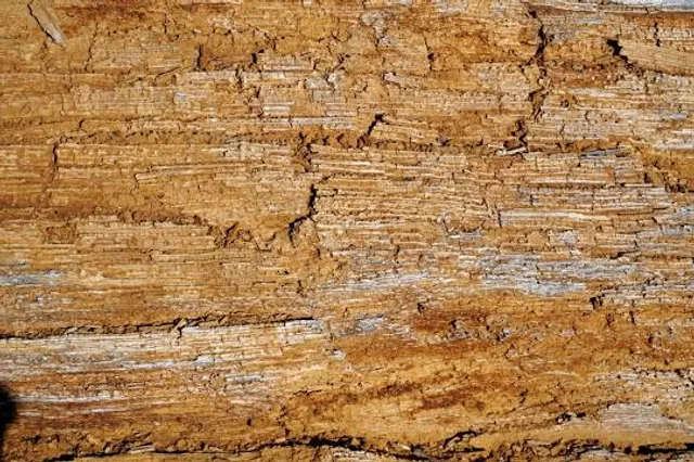 Konoha Fossils Museum