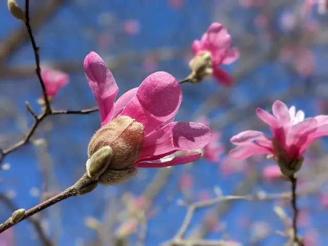 Fabick Nature Preserve