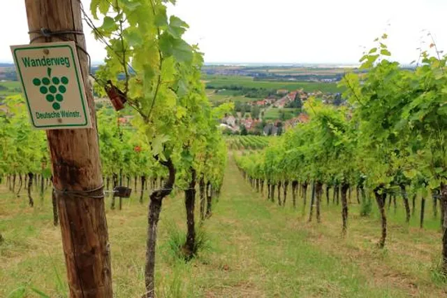 Wanderweg Deutsche Weinstraße