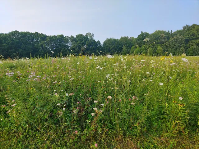 Saul Lake Bog Nature Preserve