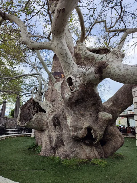 Plane Tree of Arta