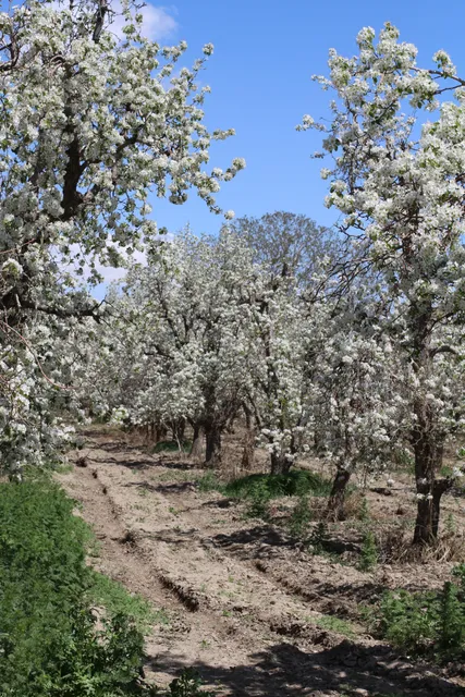 Mehrshahr Apple Orchard