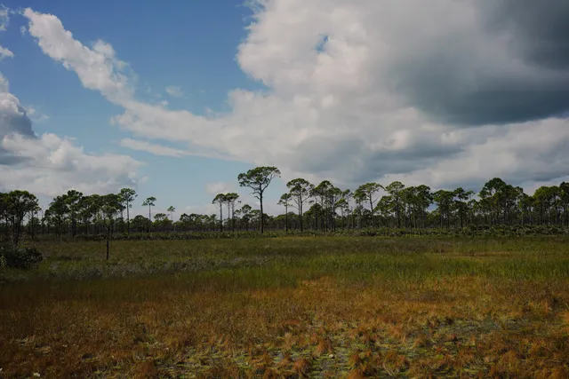 Savannas Preserve State Park - Ed Center Parking Lot
