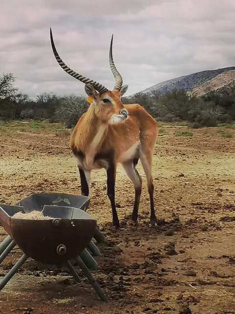 Baviaans Local Municipality