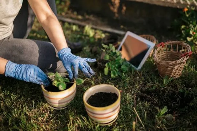 Leisure Zone and Sculpture Garden