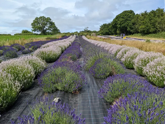 Wexford Lavender Farm