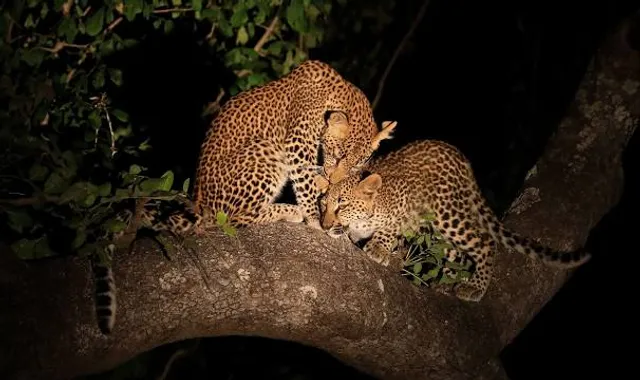 Lion Camp, South Luangwa National Park