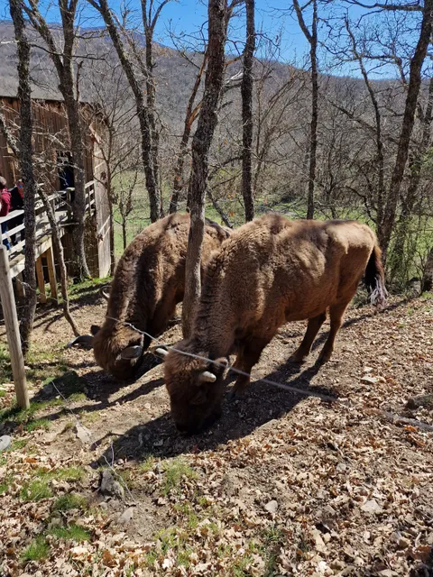 Reserva de Bisontes San Cebrián de Mudá