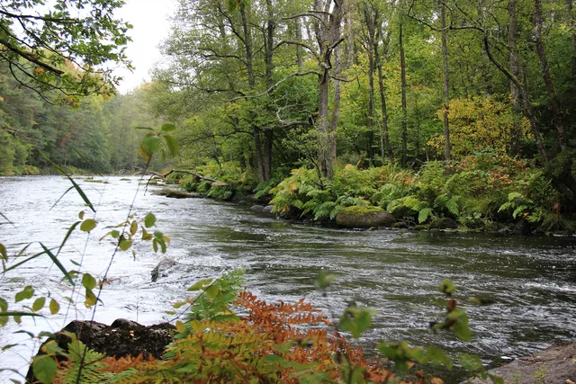 Käringahejans naturreservat