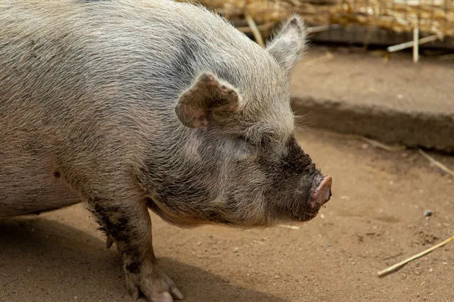 Flag Farm Animal Farm
