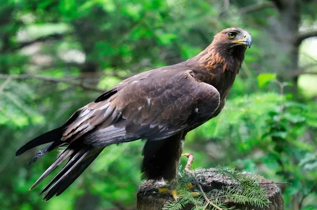 Wisentgehege Springe