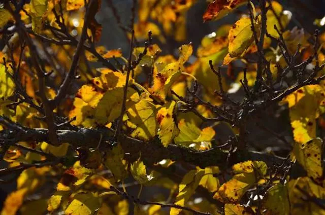 Park Chetyrekh Stikhiy