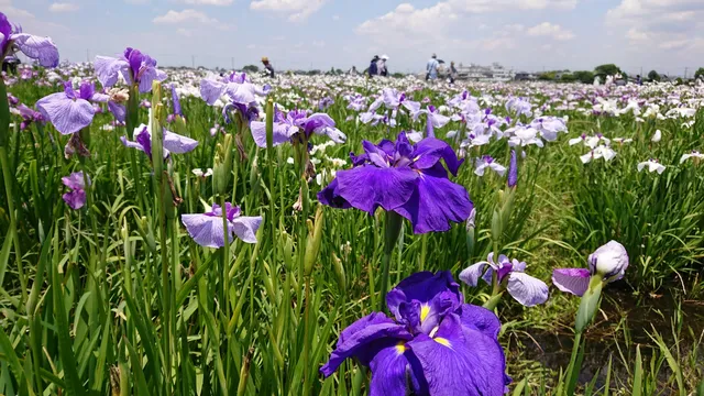 Shobu Castle Ruins Iris Field