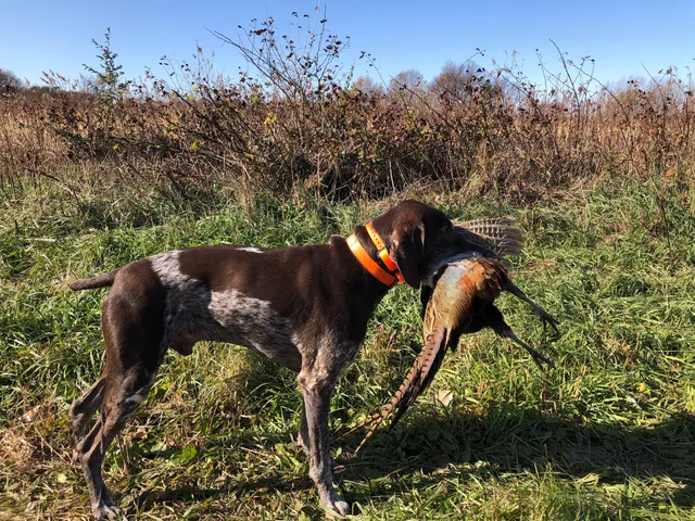 Des Plaines State Fish and Wildlife Area