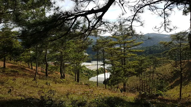 Đồi cỏ hồng Măng Lin